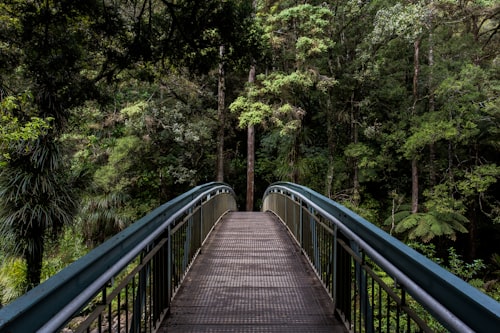 Bosque de neblina